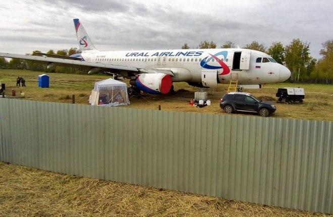 "Уральские авиалинии" рассматривают вариант взлета самолета A320 с пшеничного поля под Новосибирском